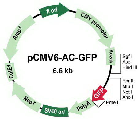 pCMV6-AC-GFP质粒图谱