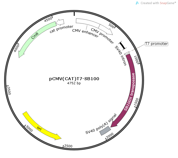 pCMV(CAT)T7-SB100质粒图谱