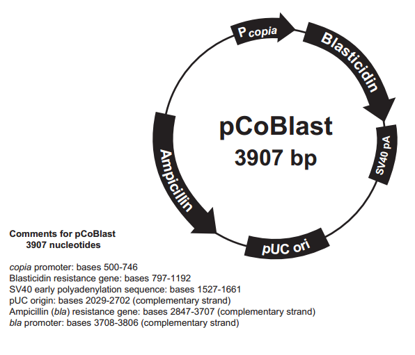 pCoBlast质粒图谱