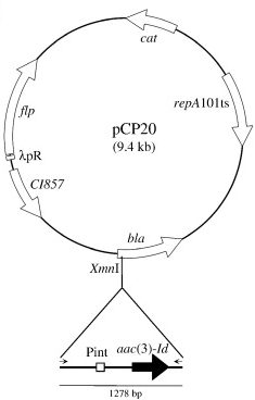 pCP20质粒图谱