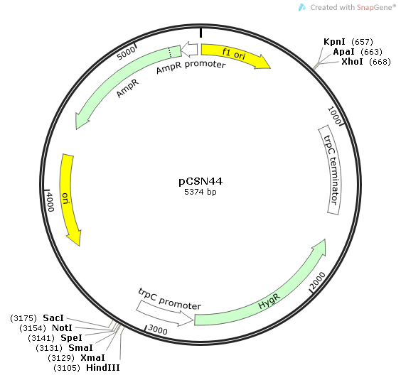 pCSN44质粒图谱