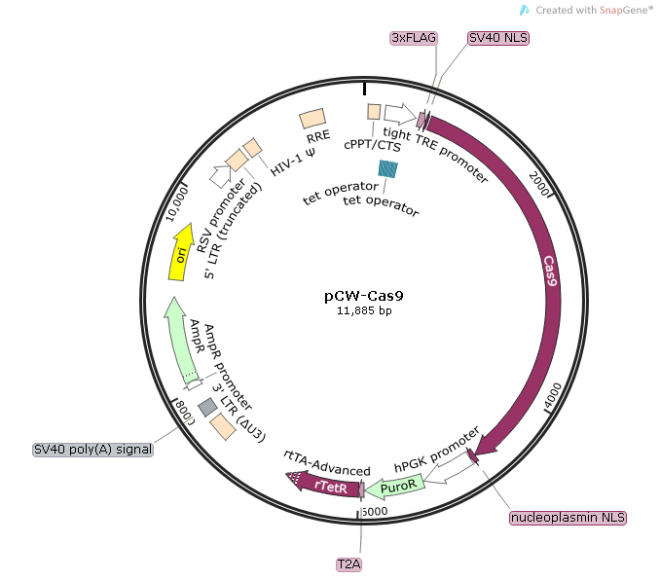 pCW-Cas9质粒图谱