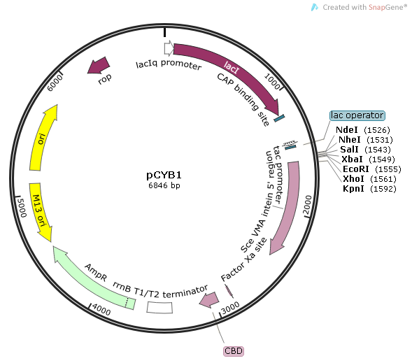 pCYB1质粒图谱