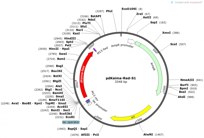 pdKeima-Red-S1（Dimeric Keima-Red）质粒图谱