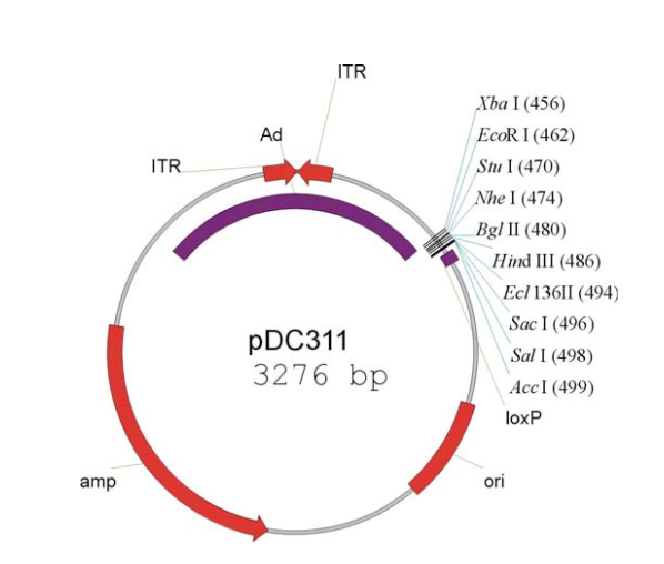 pDC311质粒图谱