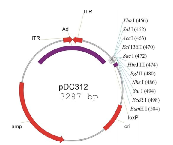 pDC312质粒图谱