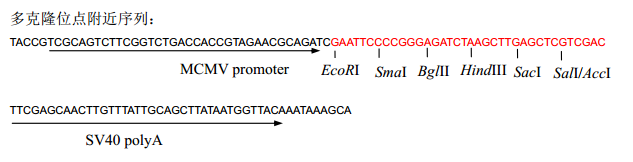 pDC316多克隆位点