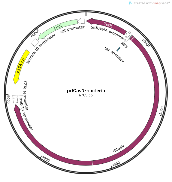 pdCas9-bacteria质粒图谱