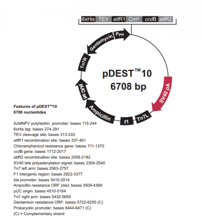 pDEST10 質(zhì)粒圖譜