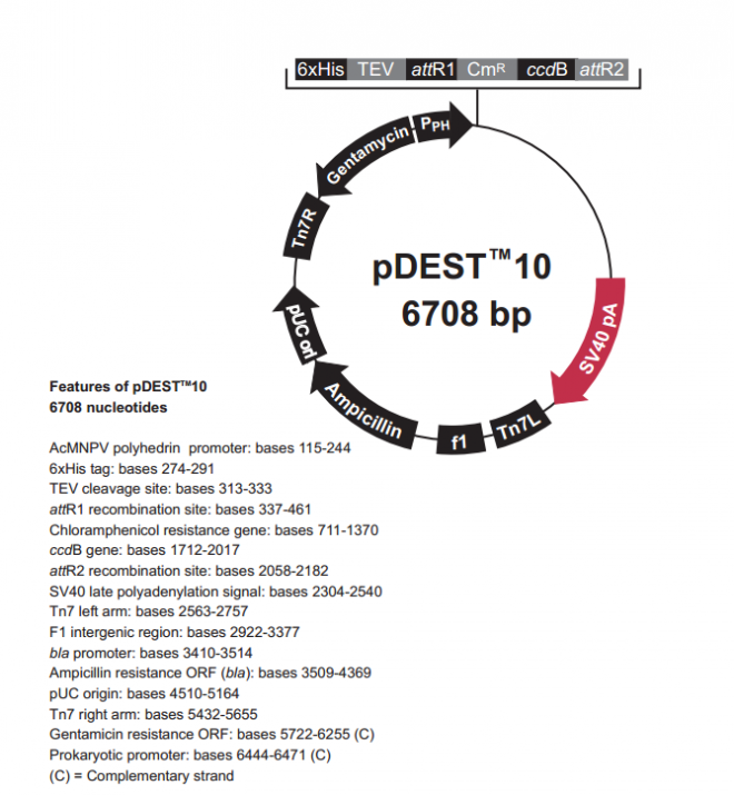 pDEST10 质粒图谱