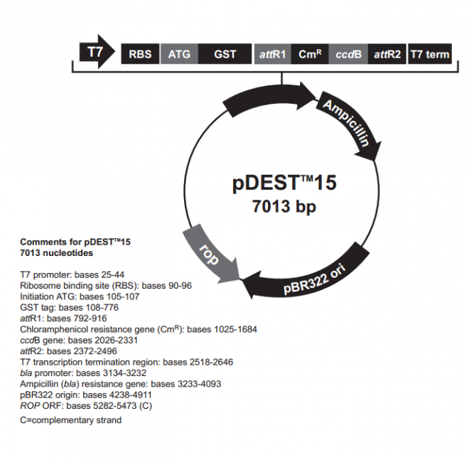 pDEST15 质粒图谱