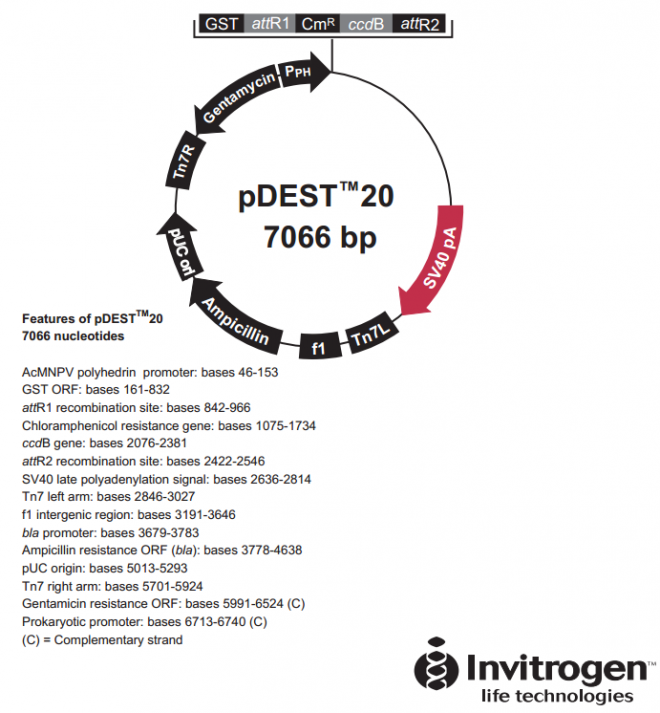 pDEST20 质粒图谱