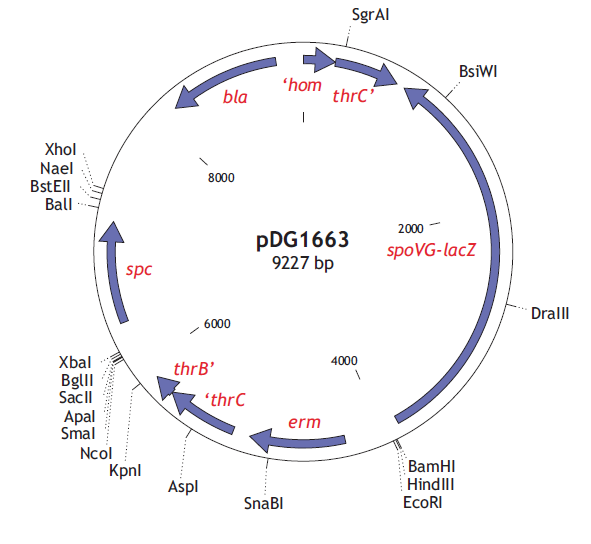 pDG1663质粒图谱
