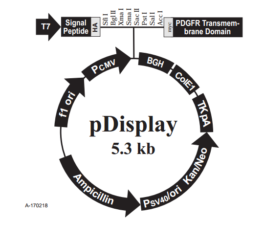 pDisplay 质粒图谱