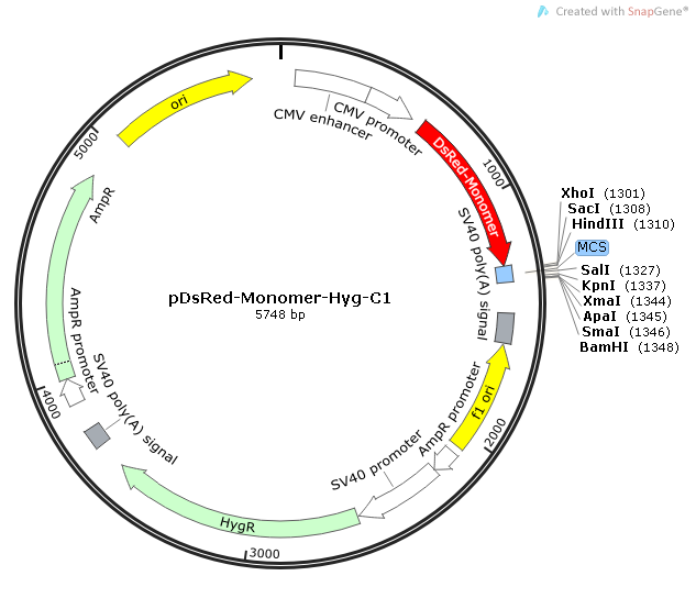 pDsRed-Monomer-Hyg-C1质粒图谱