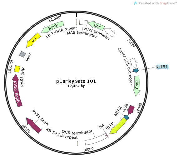 pEarleyGate 101质粒图谱