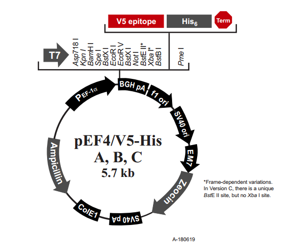 pEF4/V5-His A 质粒图谱