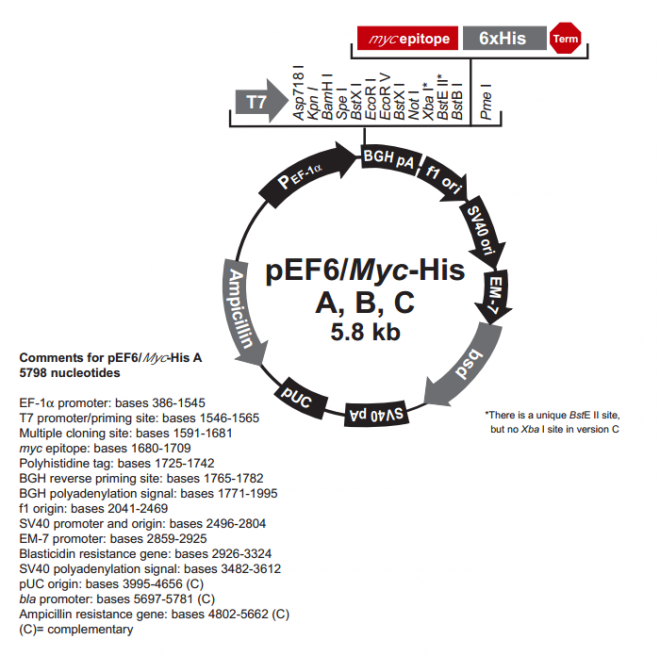 pEF6/myc-His C 质粒图谱