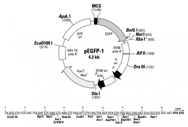 pEGFP-1 质粒图谱