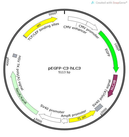 pEGFP-C3-hLC3质粒图谱