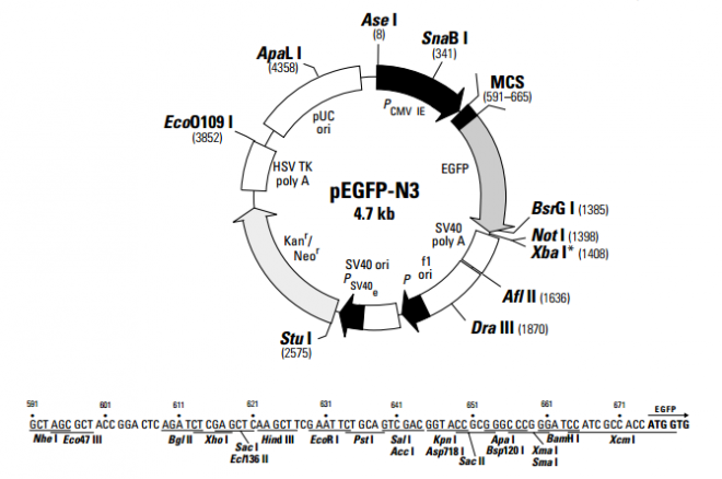 pEGFP-N3 质粒图谱