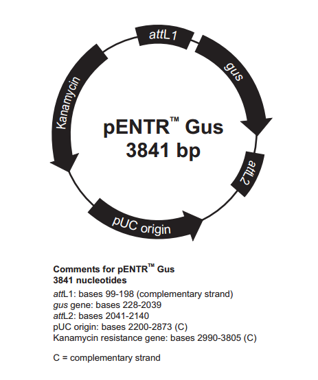 pENTR-Gus质粒图谱