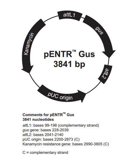 pENTR-Gus質粒圖譜