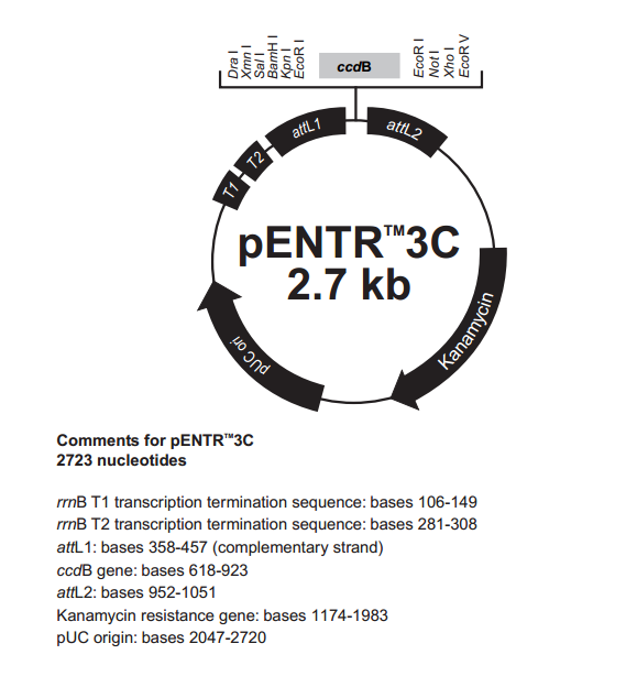pENTR3C 质粒图谱