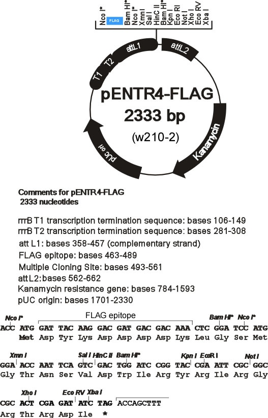 pENTR4-FLAG质粒图谱