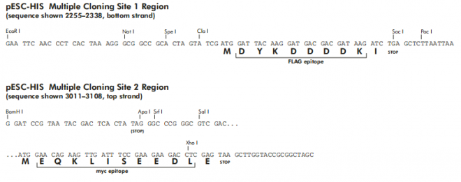 pESC-HIS多克隆位点