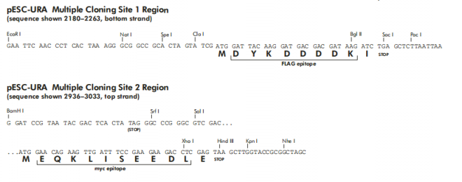 pESC-URA多克隆位点
