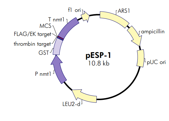 pESP-1质粒图谱