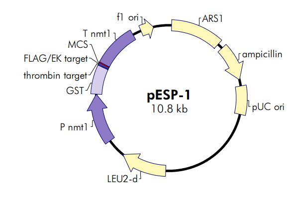 pESP-1質(zhì)粒圖譜
