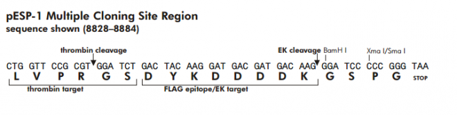 pESP-1多克隆位点