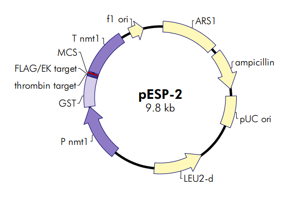 pESP-2质粒图谱