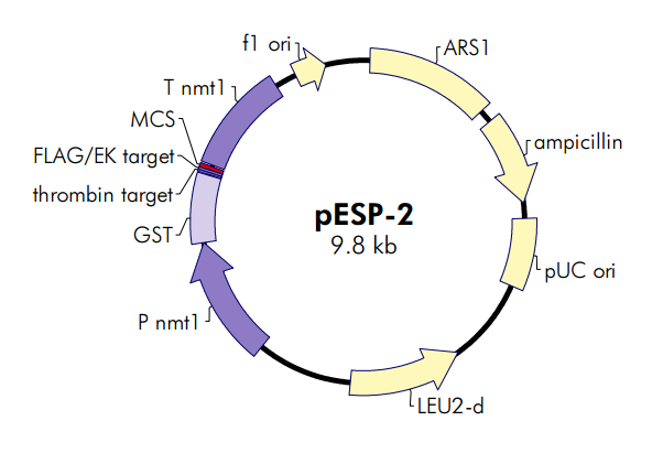 pESP-2質粒圖譜
