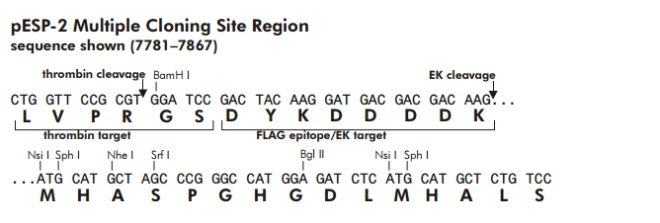 pESP-2多克隆位点