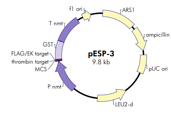 pESP-3质粒图谱