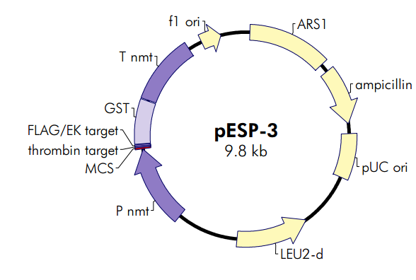 pESP-3質粒圖譜