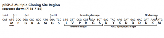 pESP-3多克隆位点