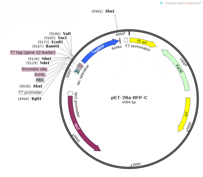 pET-28a-BFP-C质粒图谱