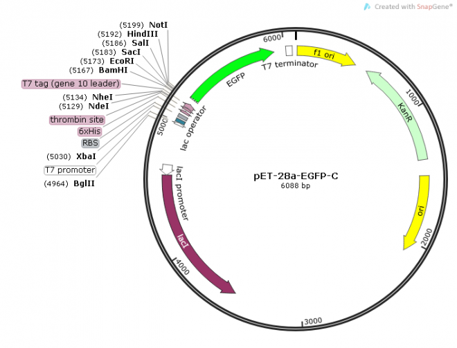 pET-28a-EGFP-C质粒图谱