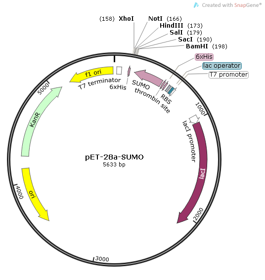 pET-28a(+)-sumo质粒图谱