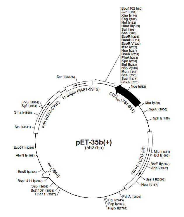 pET-35b(+) 质粒图谱