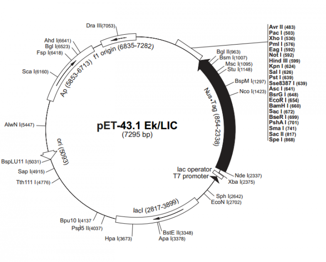 pET-43.1 EK/LIC 质粒图谱