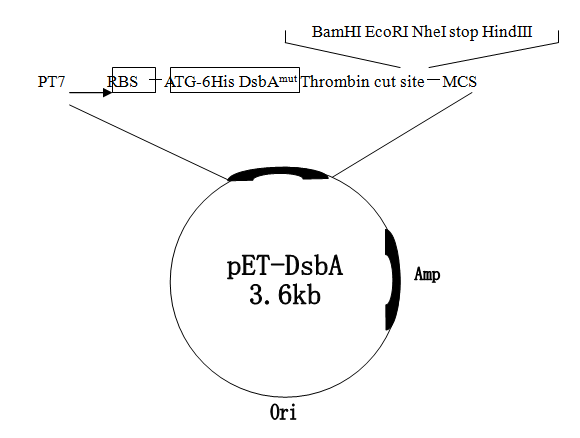 pET-DsbA质粒图谱