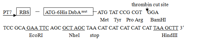 pET-DsbA多克隆位点