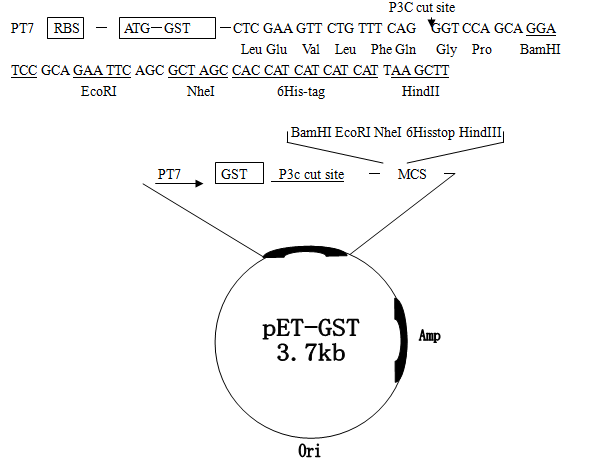 pET-GST质粒图谱