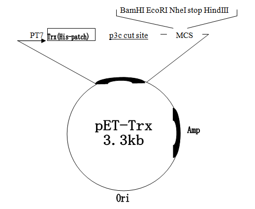 pET-Trx质粒图谱