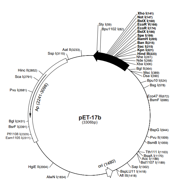pET-17b 质粒图谱